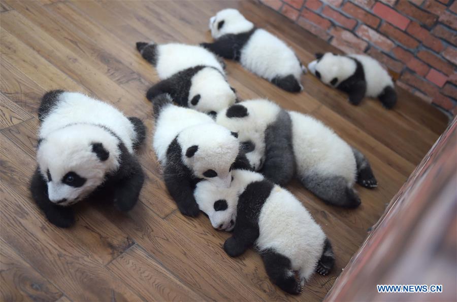 Une « école maternelle de pandas géants » à Chengdu