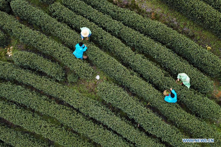 Chine : récolte du thé Longjing dans le Zhejiang