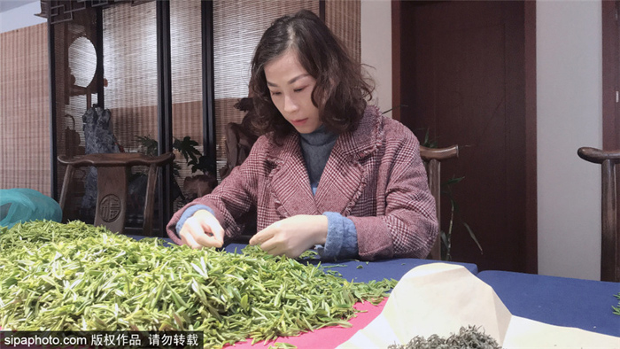 Le printemps s’installe avec la récolte du thé vert