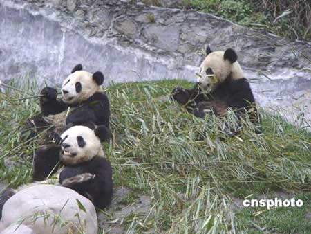 New panda cubs make their first appearance