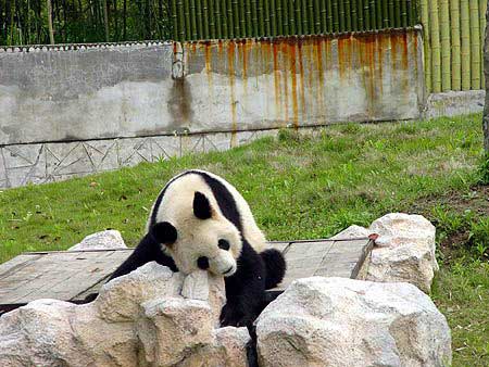 New panda cubs make their first appearance