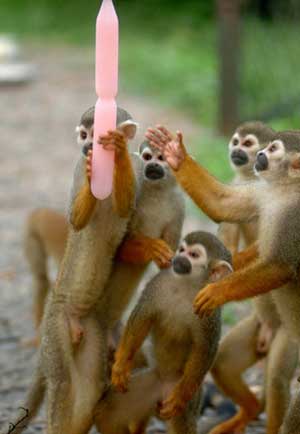 Monkeys Cool off 