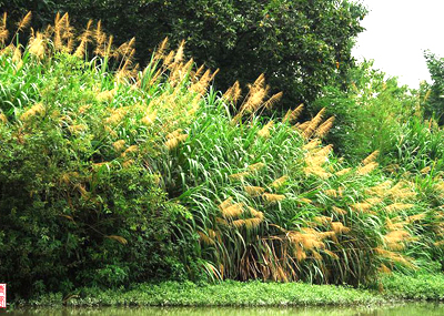 Xixi National Wetland Park