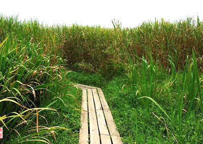 Xixi National Wetland Park