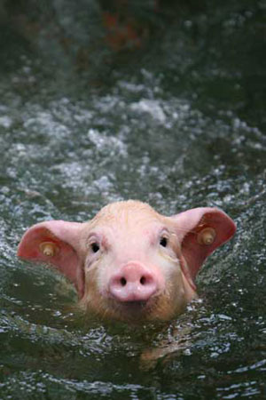 Diving piglets