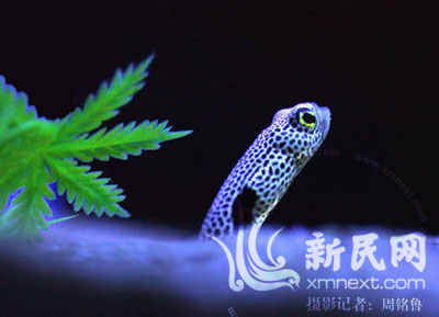 New marine animals to entertain Shanghainese