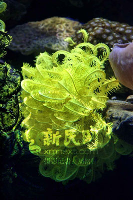 New marine animals to entertain Shanghainese