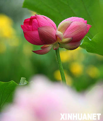 Lotus flower show opens in Central China