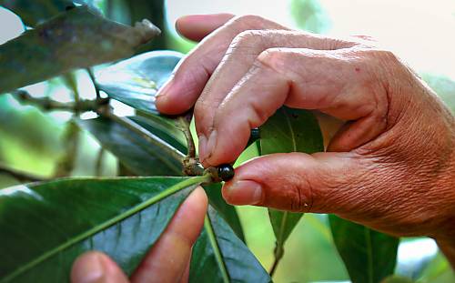 5 June: join the Living Heritage Entity in celebrating World Environment Day