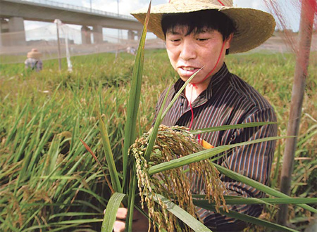 Debate on GM food continues