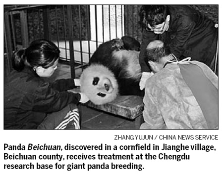 Sick panda gets tender loving care