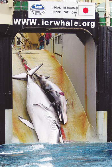 Australia mulls legal action over Japan whaling