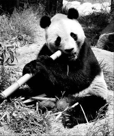 Chinese panda dies of asphyxiation in Japan