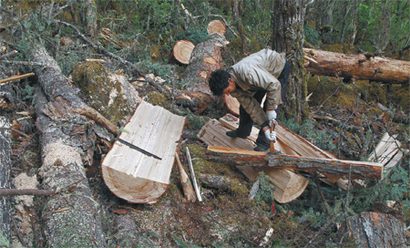 Old way of life a threat to forests
