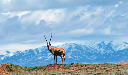 Tibetan herders lead environment effort