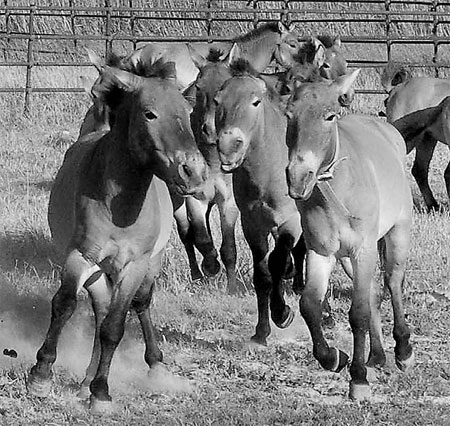 Endangered horses released into the wild