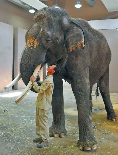 Talking elephant a topic of conversation in South Korea