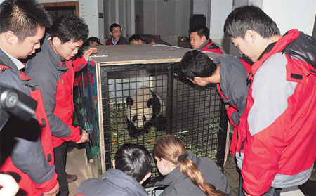 Austrian-born panda arrives a 'happy tiger'