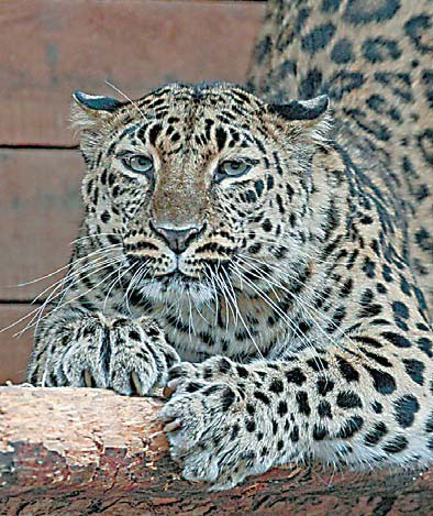 Protection zone established in bid to save rare leopard