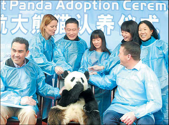 Airline sponsors giant panda