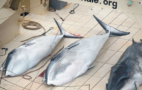 Japan to target Antarctic's minke whale despite ban