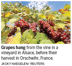 Alsace 'revolution' creates new challenge to Burgundy wines