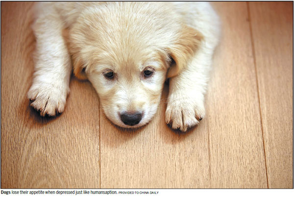 How to spot if your dog is depressed, and how to handle it