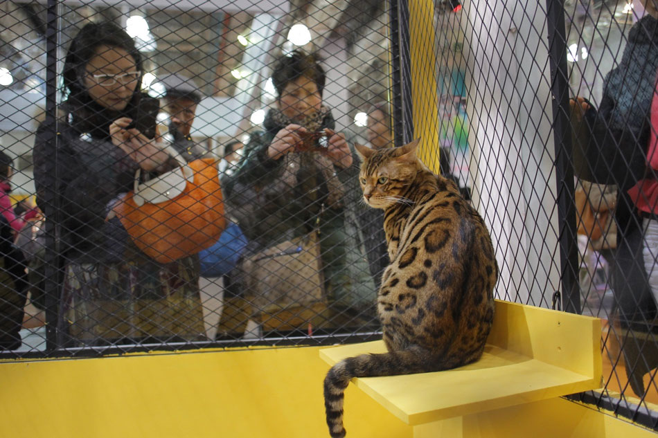 Shanghai Pet Fair