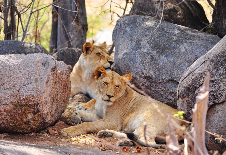 Photos: Living among lions(2)