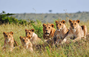 Photos: Living among lions(2)