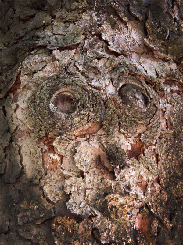 Zhu Jin's bark photographs