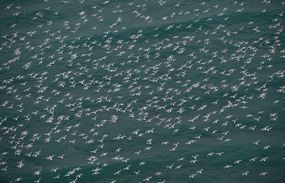 Thousands of seagulls fly in unison