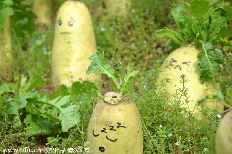 Artist gives new life to radishes