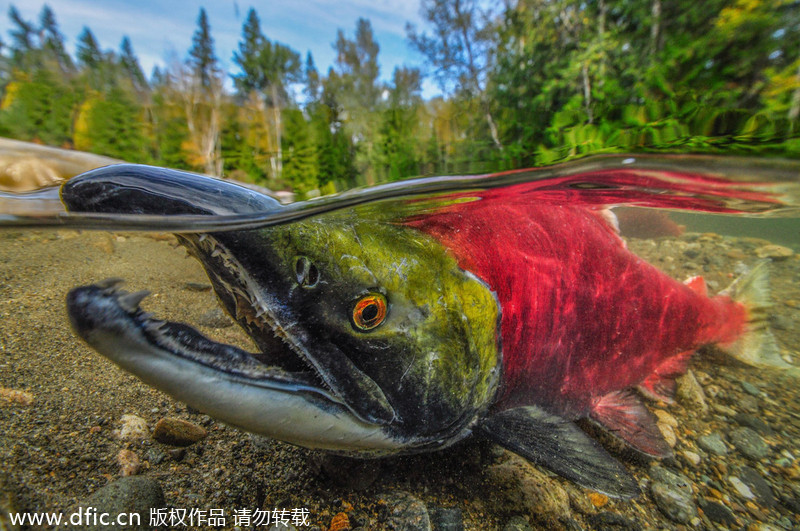 2013/14 Underwater Photography Competition winners announced