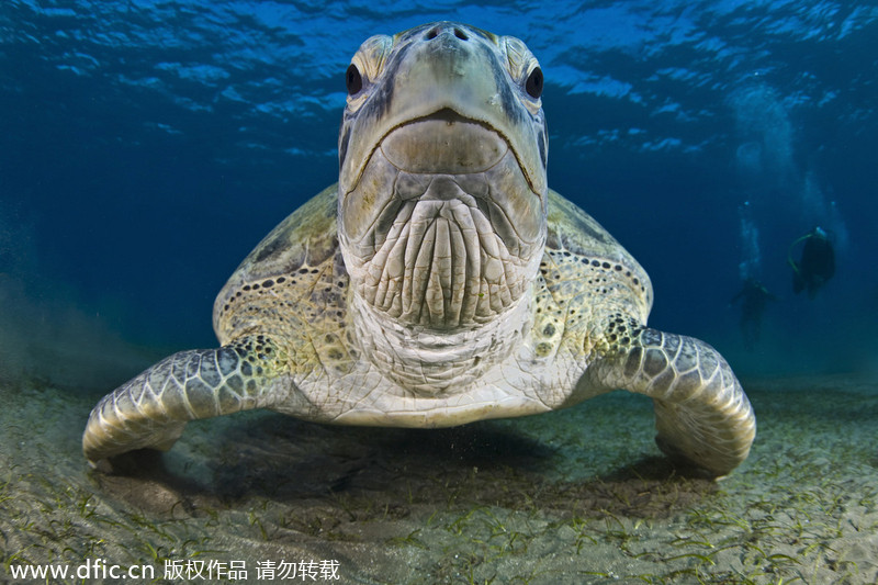 2013/14 Underwater Photography Competition winners announced