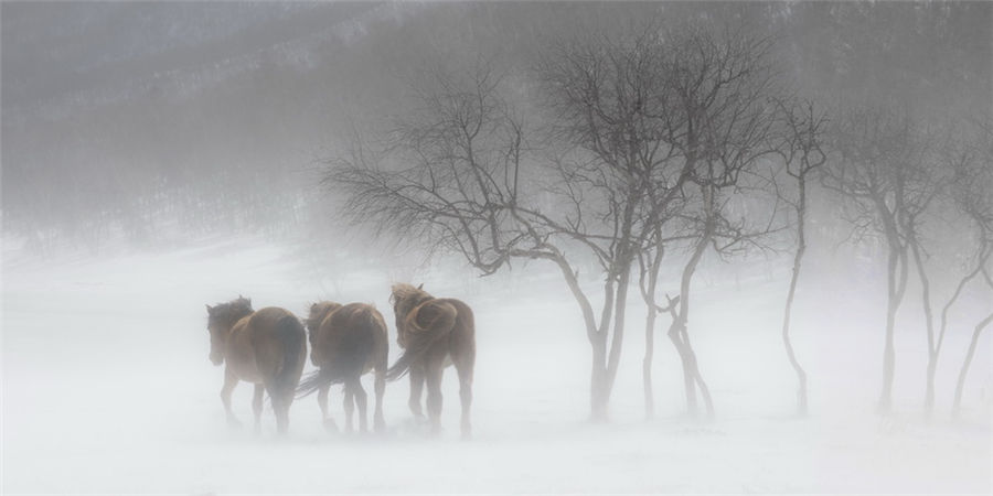 Galloping in the snow