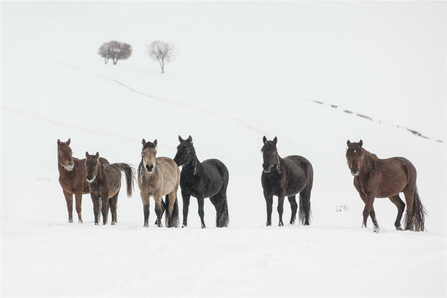 Galloping in the snow