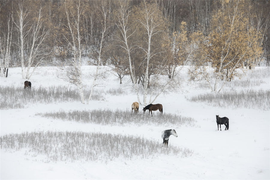 Galloping in the snow