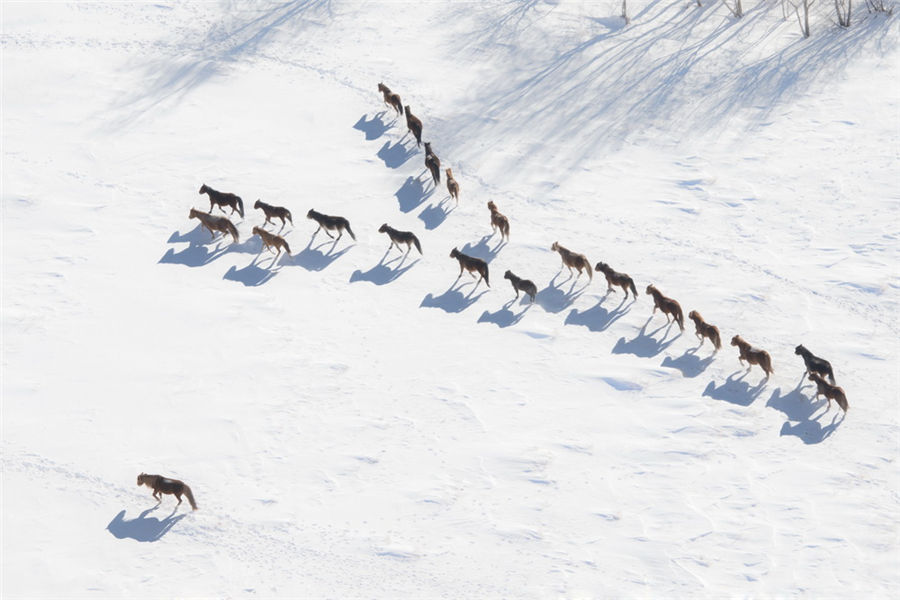 Galloping in the snow