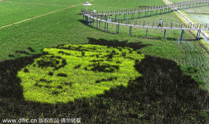 3D rice field paintings in Shenyang