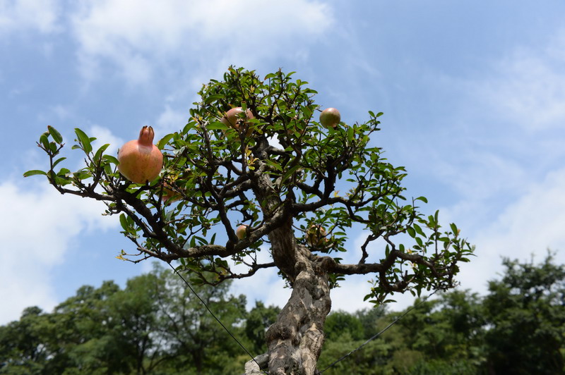 First Guizhou Penjing Expo opens