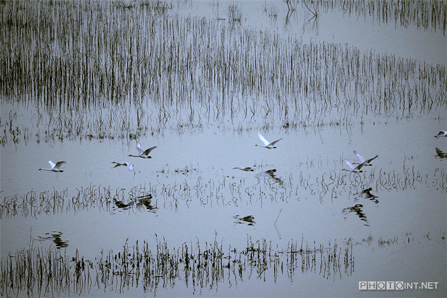 Photographer captures beauty of swan