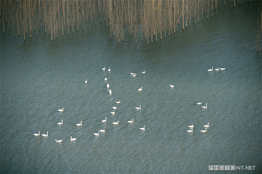 Photographer captures beauty of swan