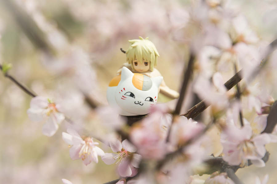 When anime figurines meet cherry blossoms