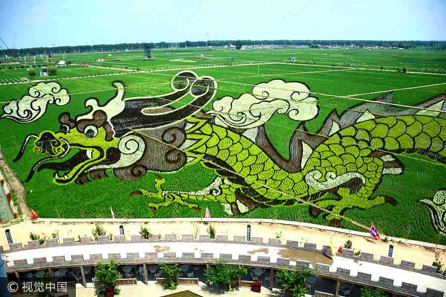 Paddy field in Shenyang transformed into art