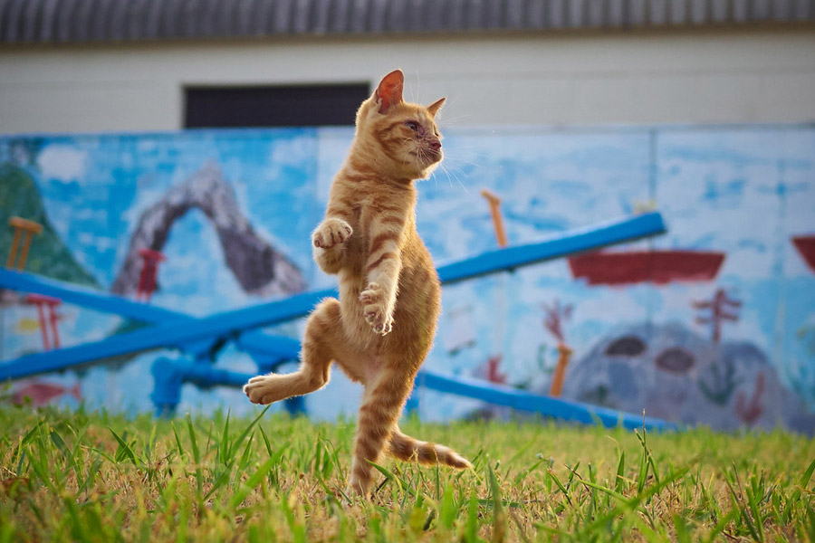 Cute cats pose like Chinese kung fu fighters