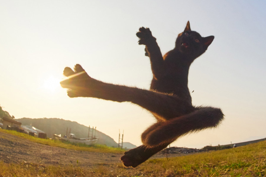 Cute cats pose like Chinese kung fu fighters