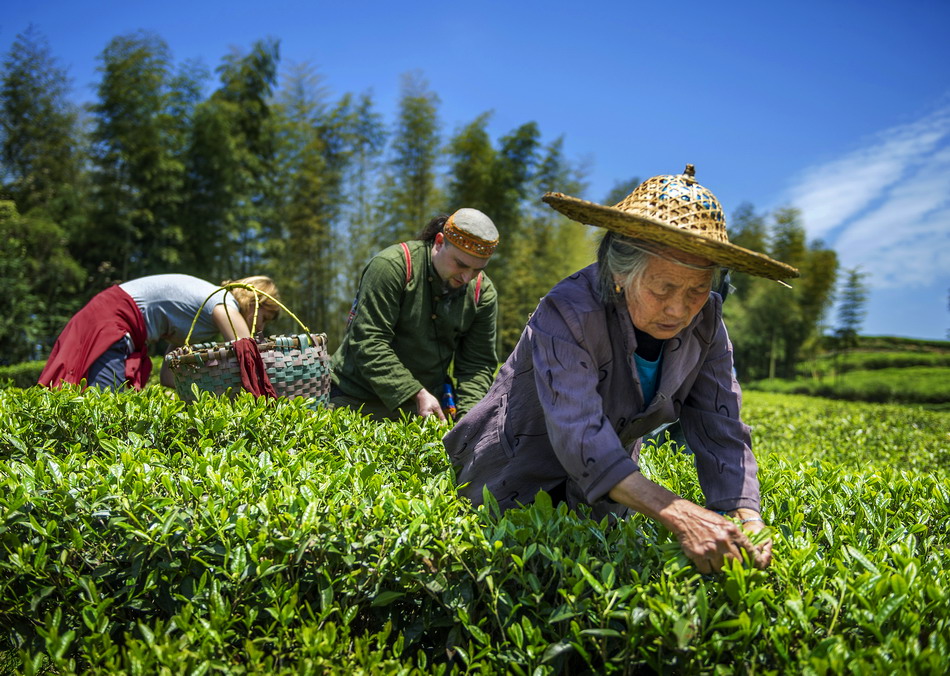 Fuding savors success in white tea