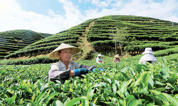 Testing time for China's tea growers