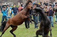 Sydney celebrates with parade of horses